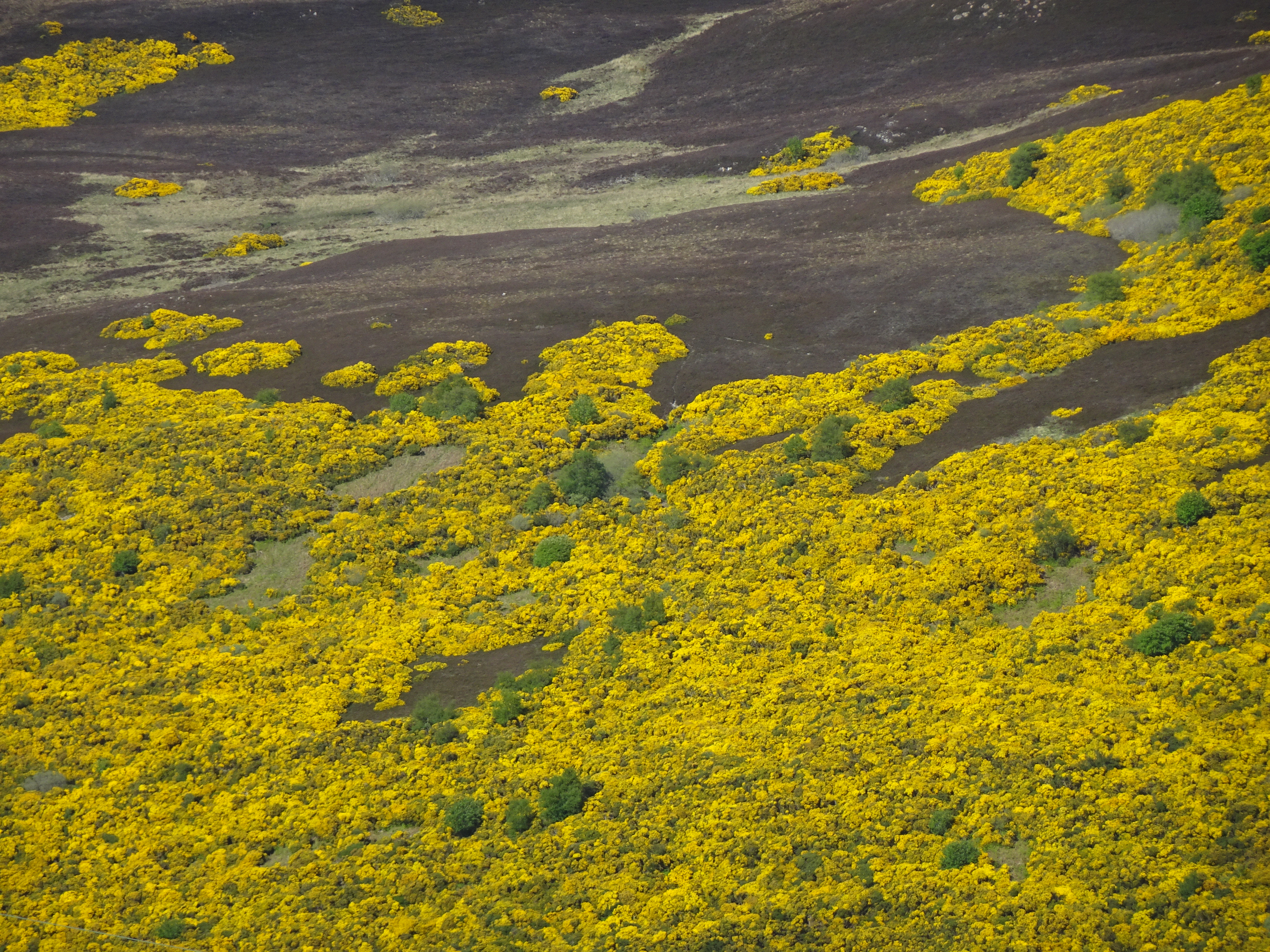 Whin on Creag Bun-Ullidh 2